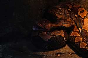 SINGAPORE ZOO (246)